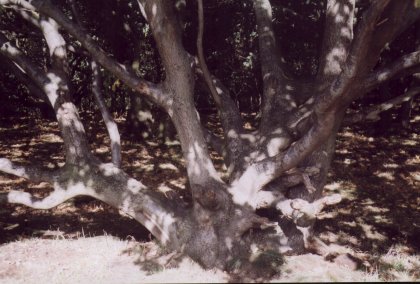 Multistemmed oak